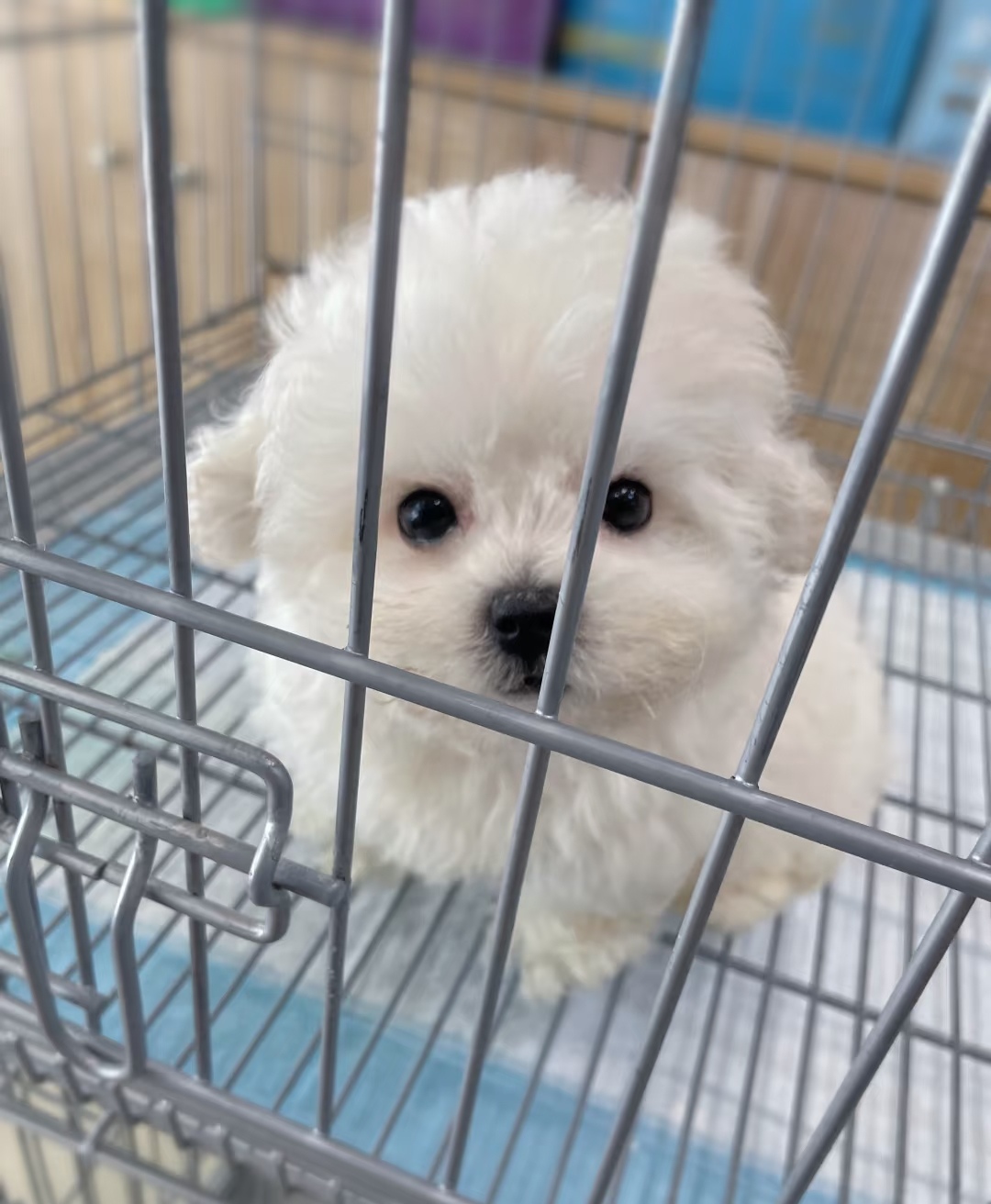 外貌可爱，比熊犬有着圆润的脸蛋，眼睛又大又圆